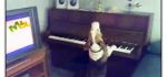 دانلود کلیپ زیبای نواختن پیانو توسط یک سگ به همراه آواز خوانی