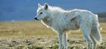 دانلود مستند PBS Nature – White Falcon, White Wolf