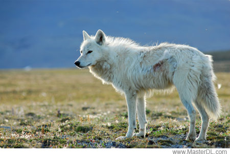 PBS-Nature-–-White-Falcon,-White-Wolf